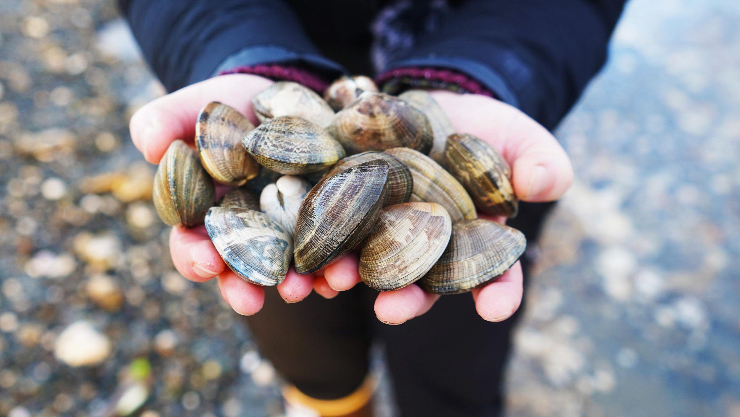 clams on hood canal.jpeg