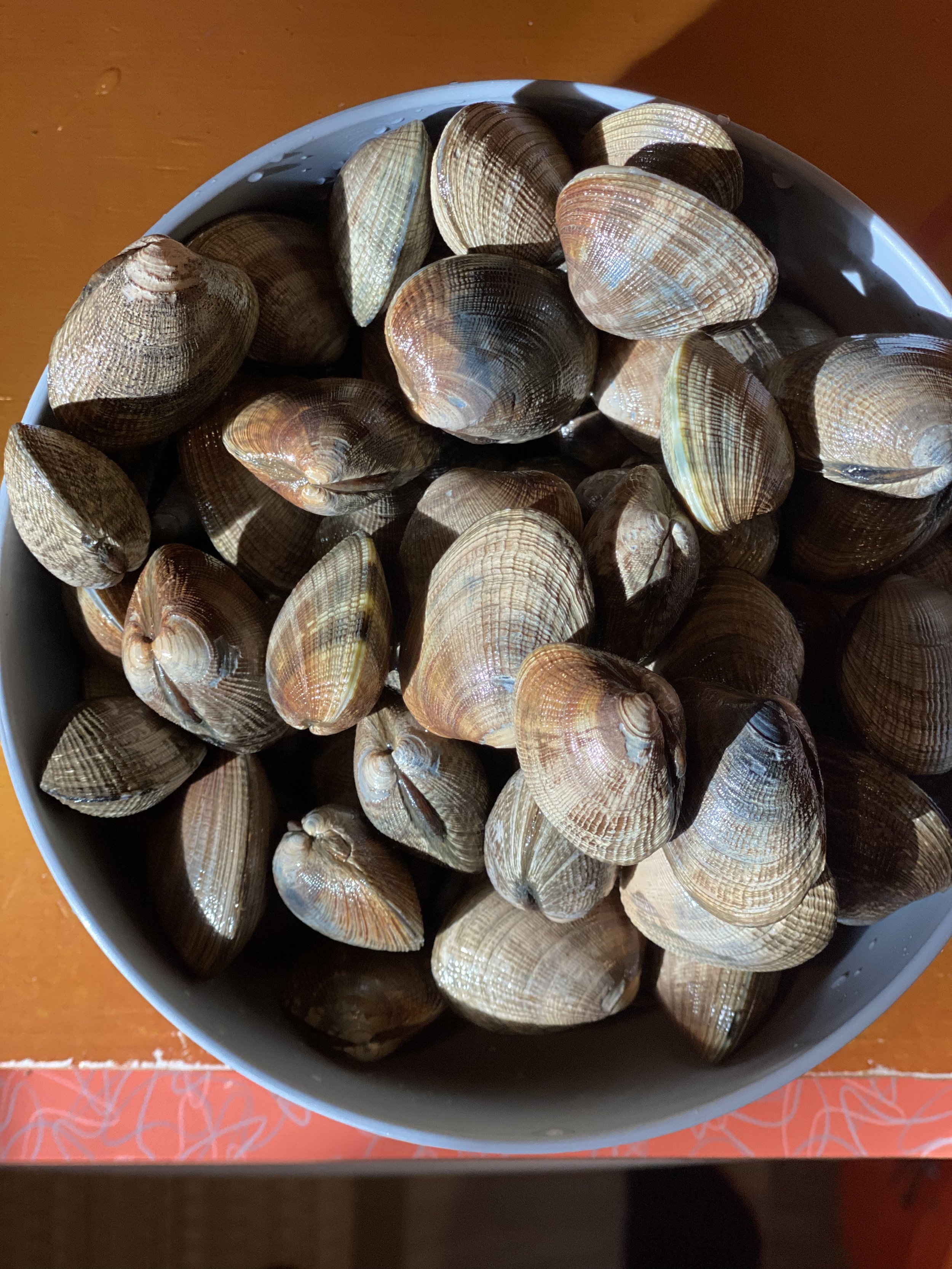 clams hood canal.jpeg