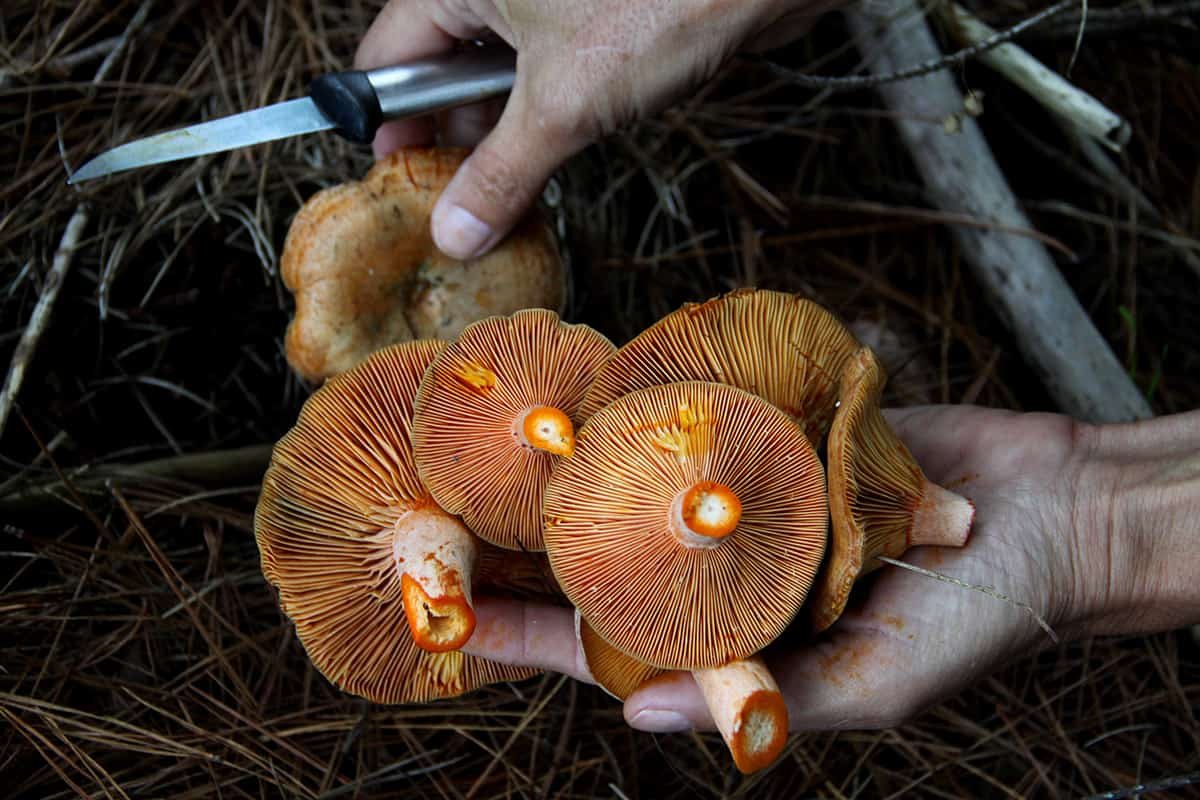 foraging-mushrooms.jpeg