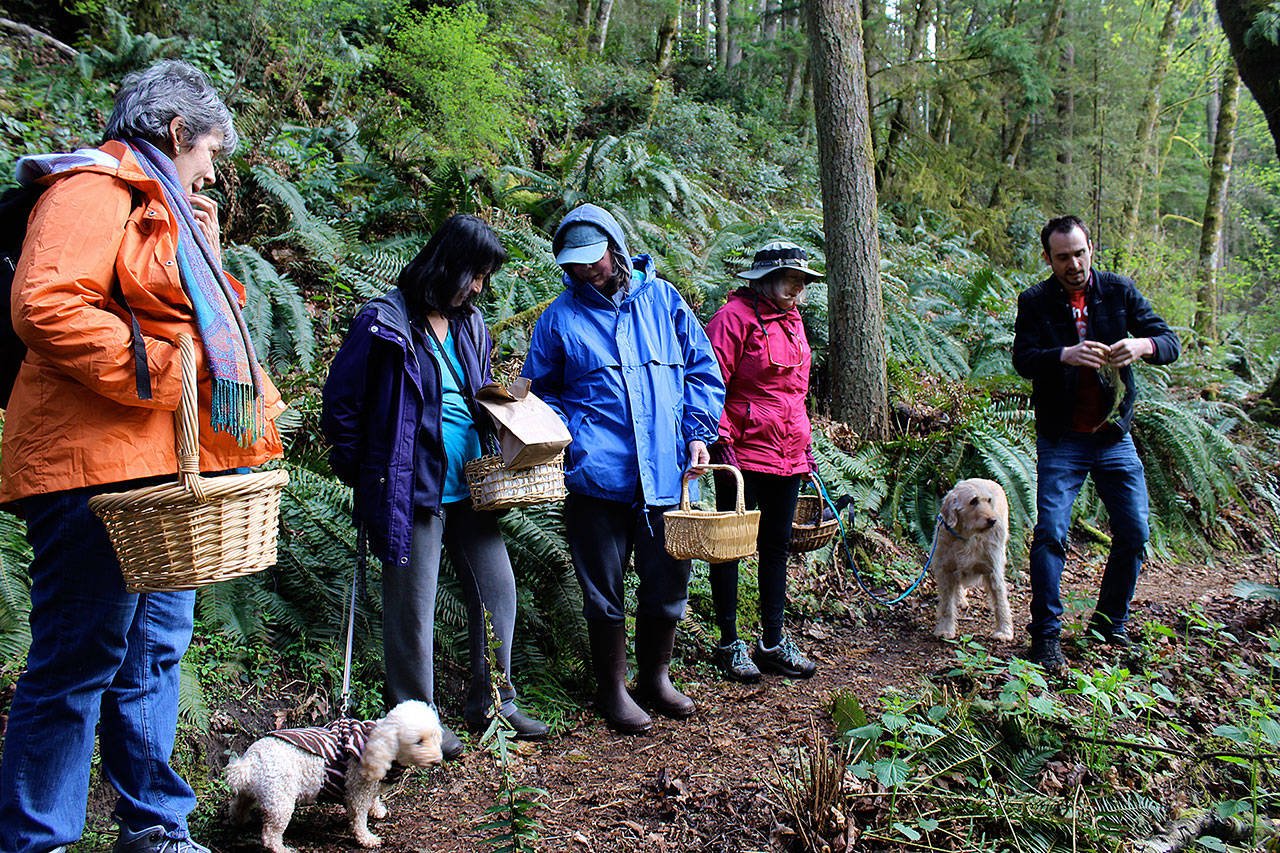 travis mushroom foraging.jpeg