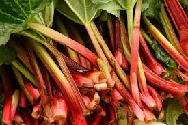 rhubarb.jpeg