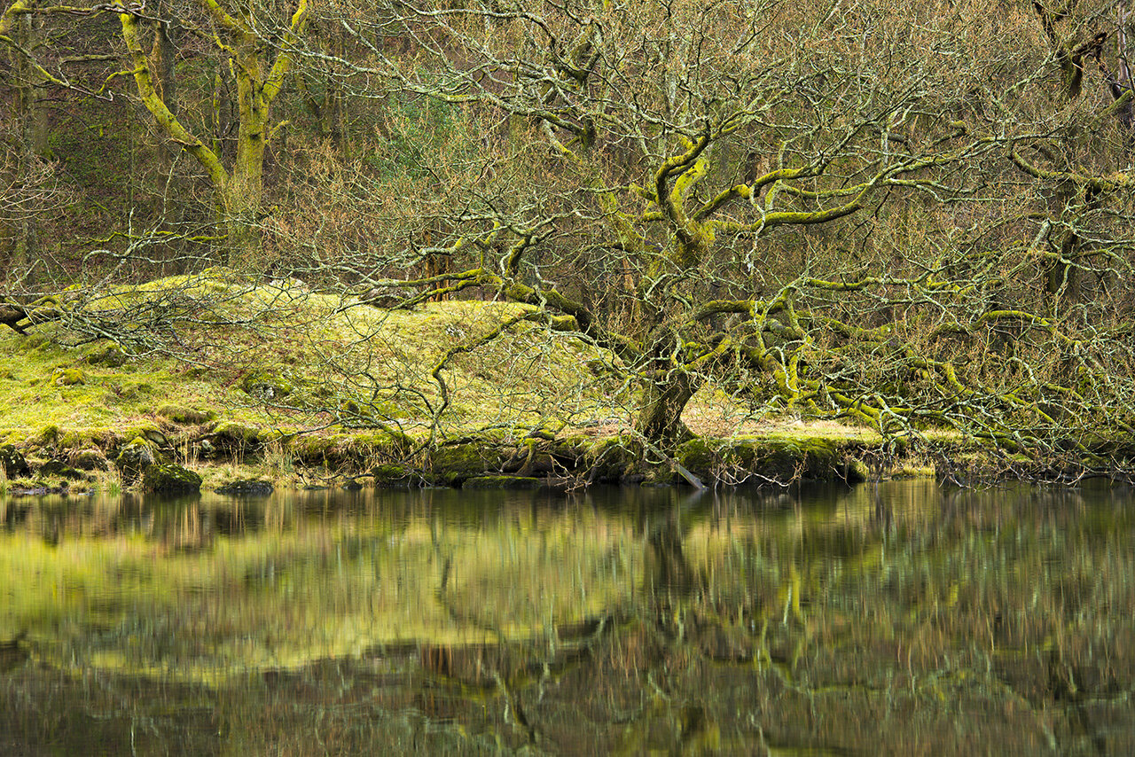 Tree, Lake district
