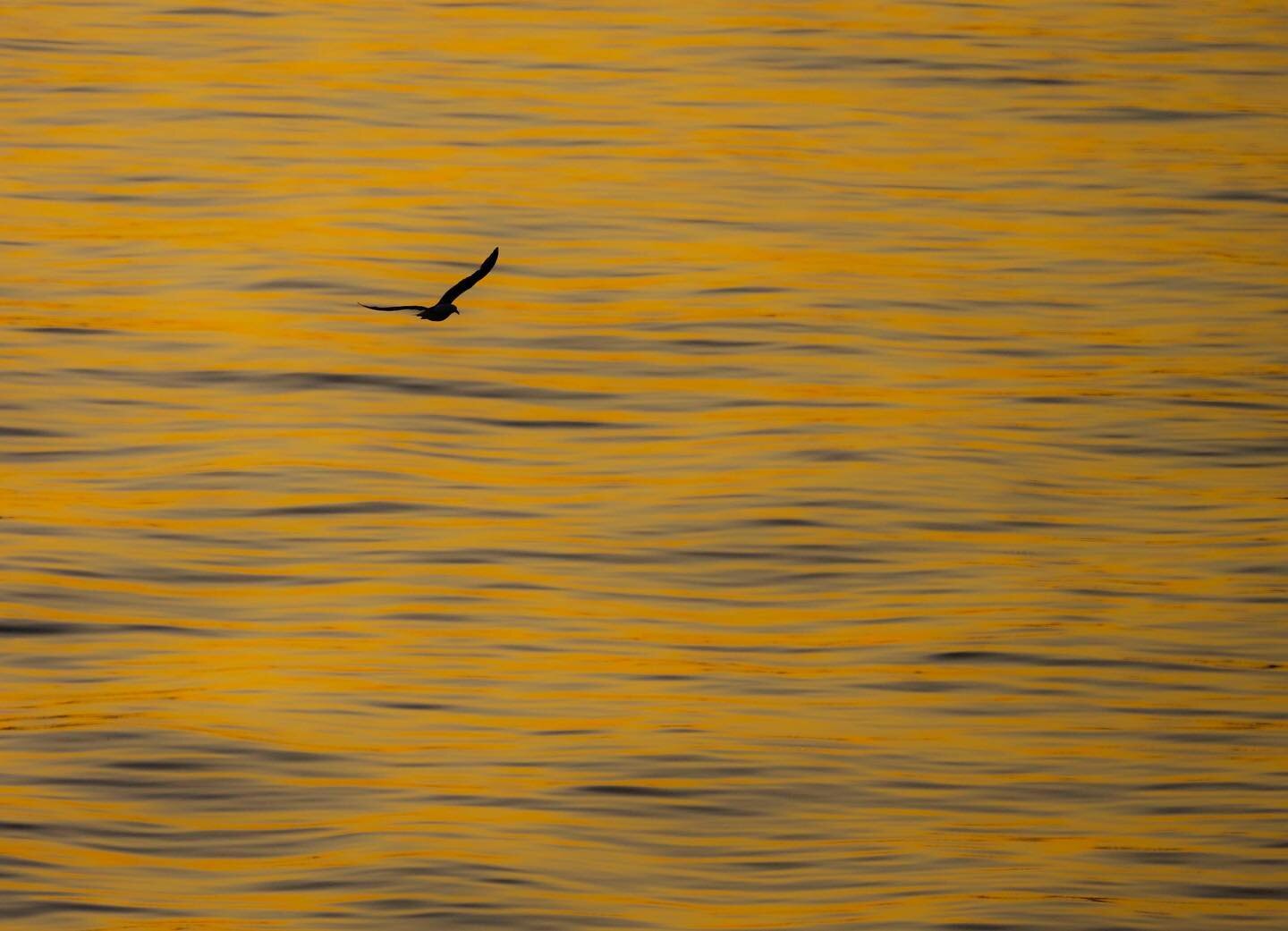 Sunset flight. Not sure of the species but maybe an Antarctic turn because of the length of the wings. Lovely light on the relatively calm water.
#wildlife #antarctic #hurtigruten  #birds