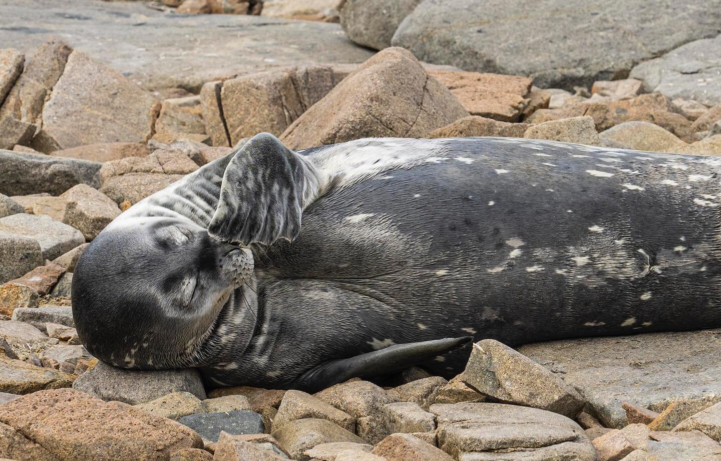 Wedell seal scratching it&rsquo;s nose.
#wedellseal #antarctica #seal #wildlife #hurtigruten