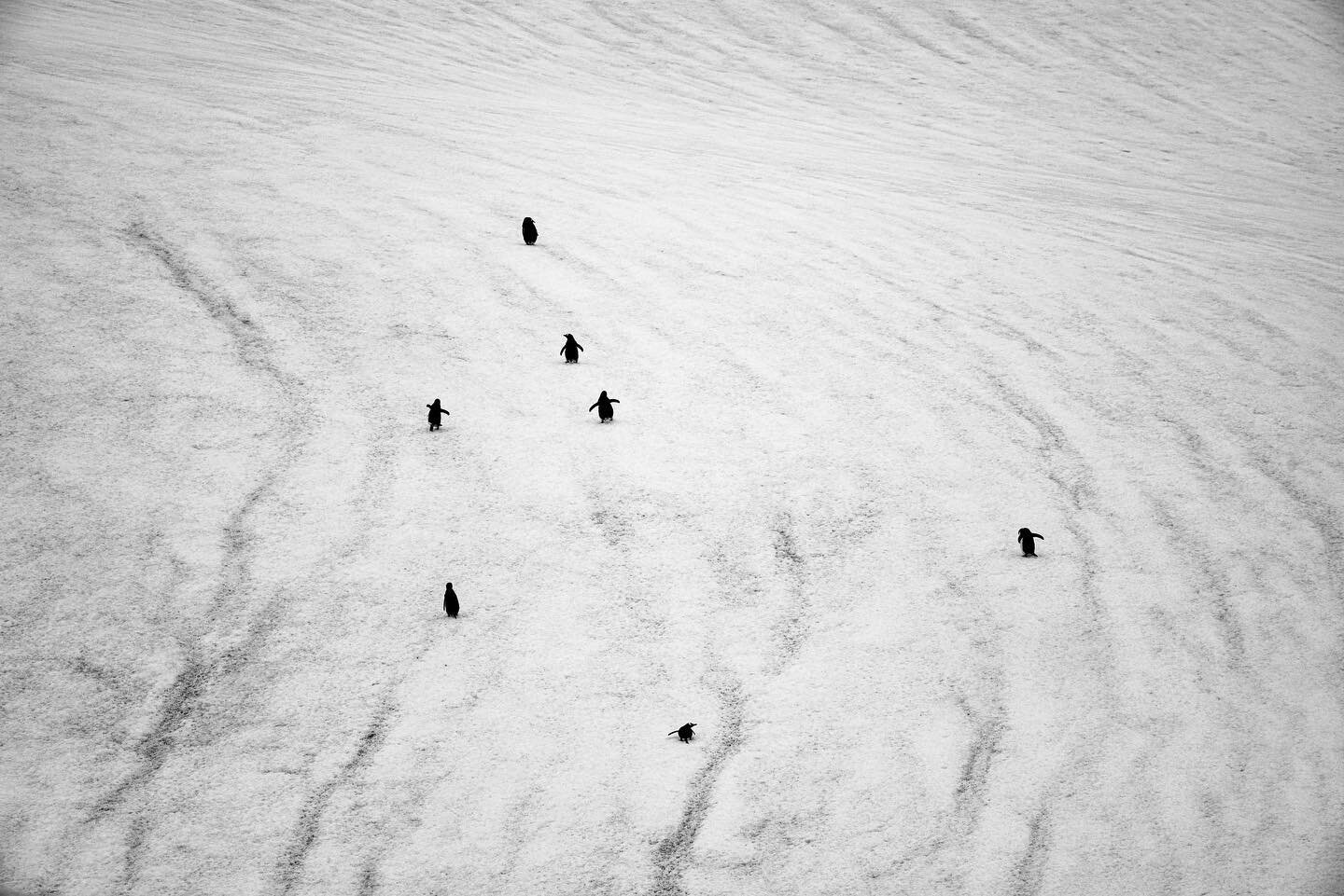 Hi Ho, Hi Ho&hellip;.!
Immense pleasure watching these Adele penguins making their way up-hill. They are so persistent and single- minded and reminded me of the seven dwarves on their way home from work!
Antarctica February 2023
#penguins #blackandwh