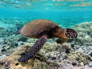 green-sea-turtle-swimming-300x225.jpg