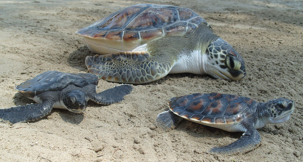 leatherback-turtle-totuguero.png