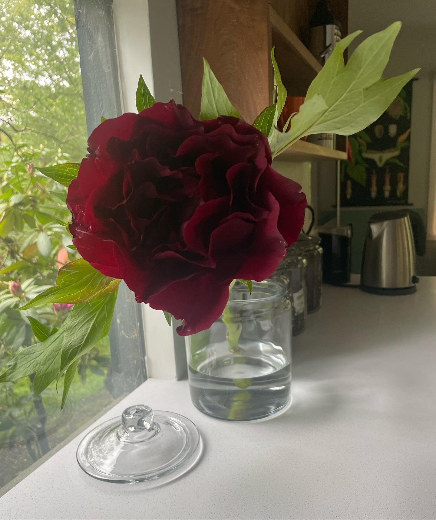 This gorgeous flower is an Oregon tree peony and a gift from my friend, uber talented flower whisperer @missiflowers. Thank you for always bringing the beautiful!