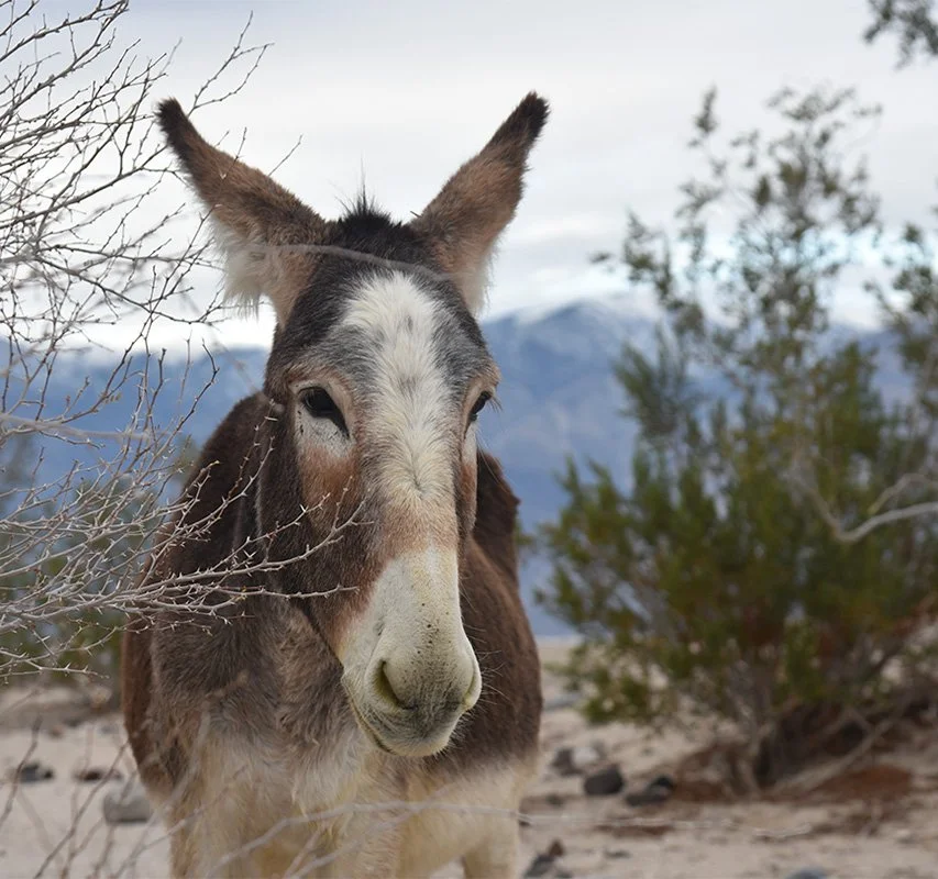 donkey