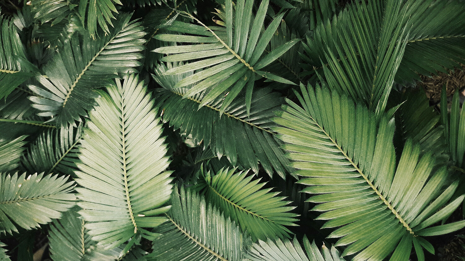 leaves wide.jpg