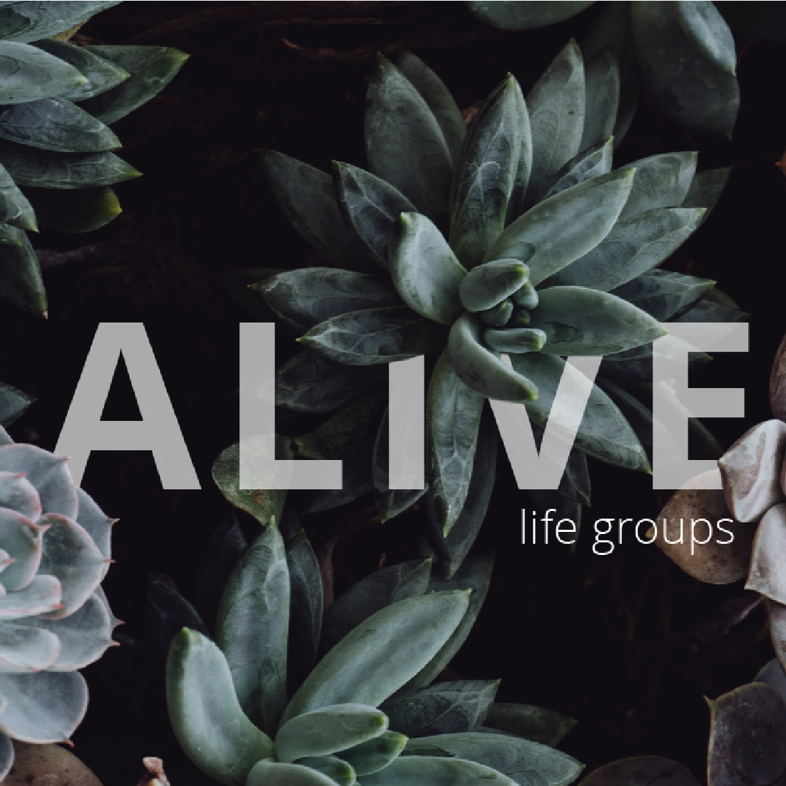 Alive Series