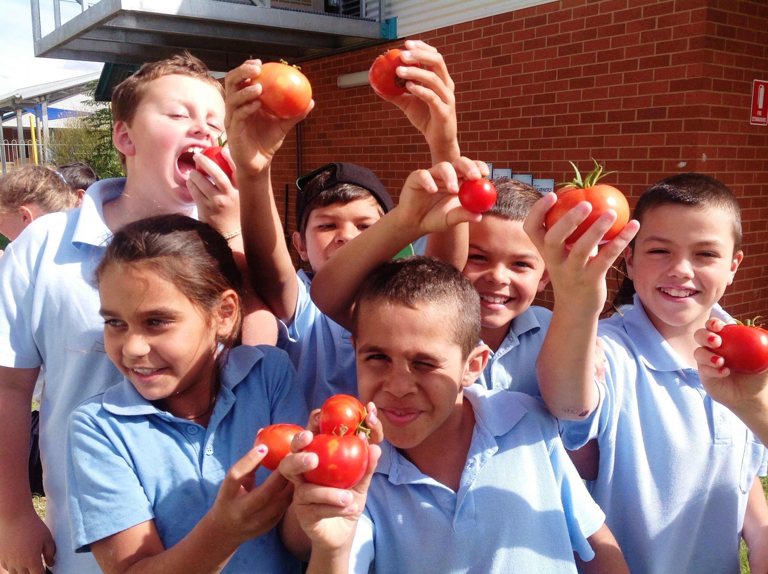 Buninyong Public School harvested tomatoes_201405.jpg