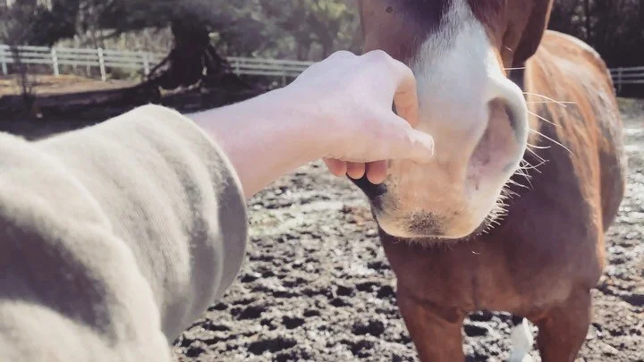 Frankie turned 15 on Tuesday, and even though i&rsquo;m a few days late i still want to share some of my favorite recent every day moments that i think really show who Frankie is 😂🐎💓
This past year has had its hard moments, but looking at him toda