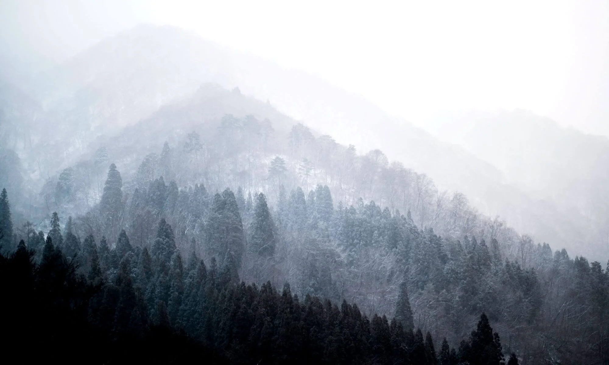 Japanese mountain forest