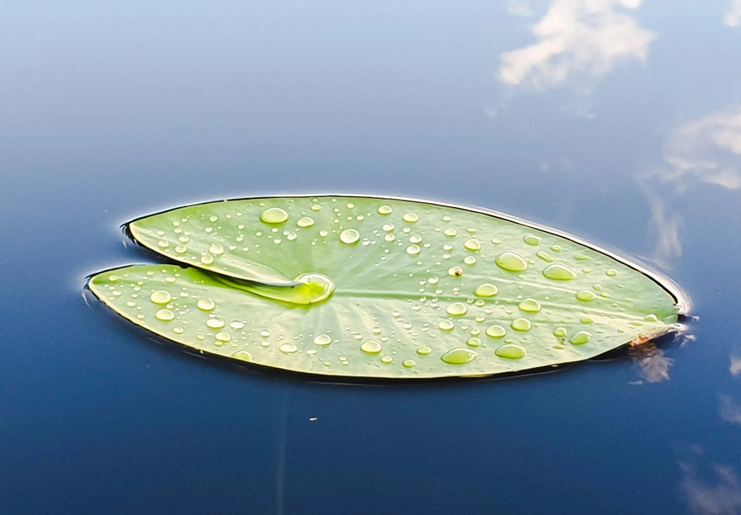One of my favorite times to shoot is just after the rain, when the sun shines again. #dropletphotography