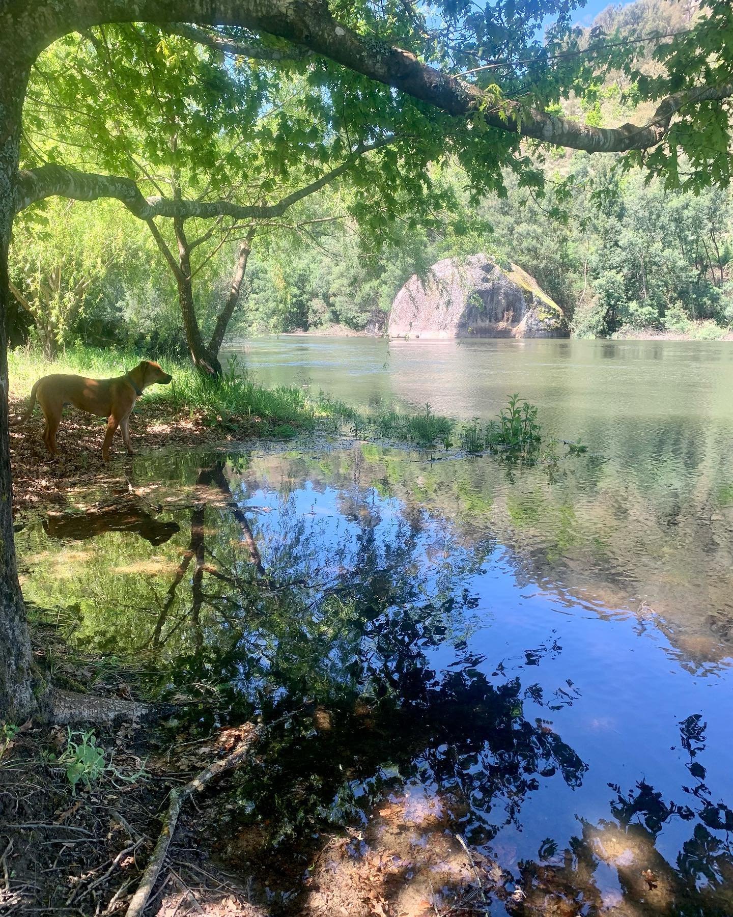 This spring the Mondego river is positively beside itself!
Magical times at Quinta da Lontra! ✨🤩🐾💙💚

#mondegoriver #centralportugal #nature #springtime #river #reflection #dog #ridgeback #waterreflection #beautifulriver #rivervalley #forestbathin