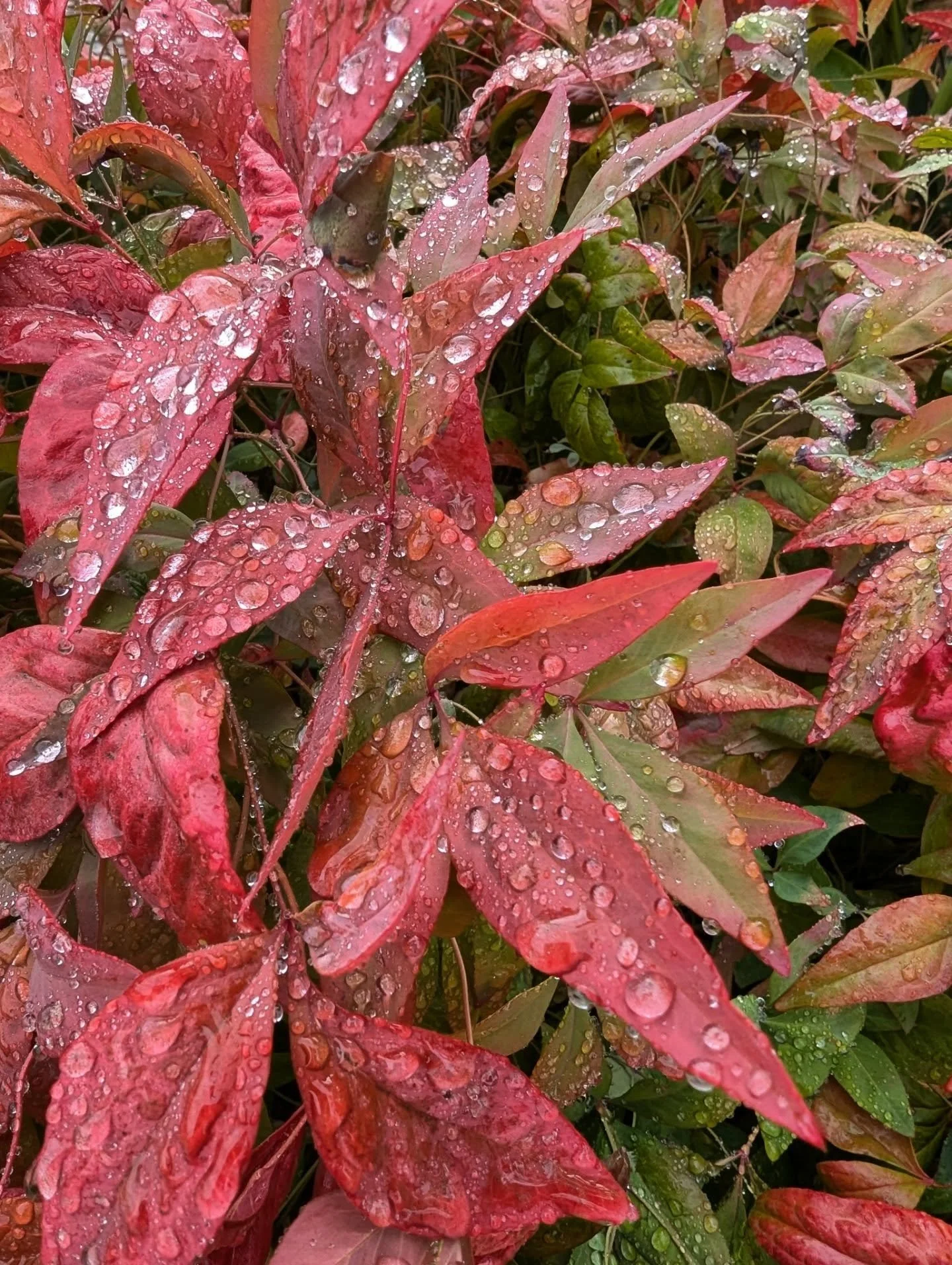 After rain