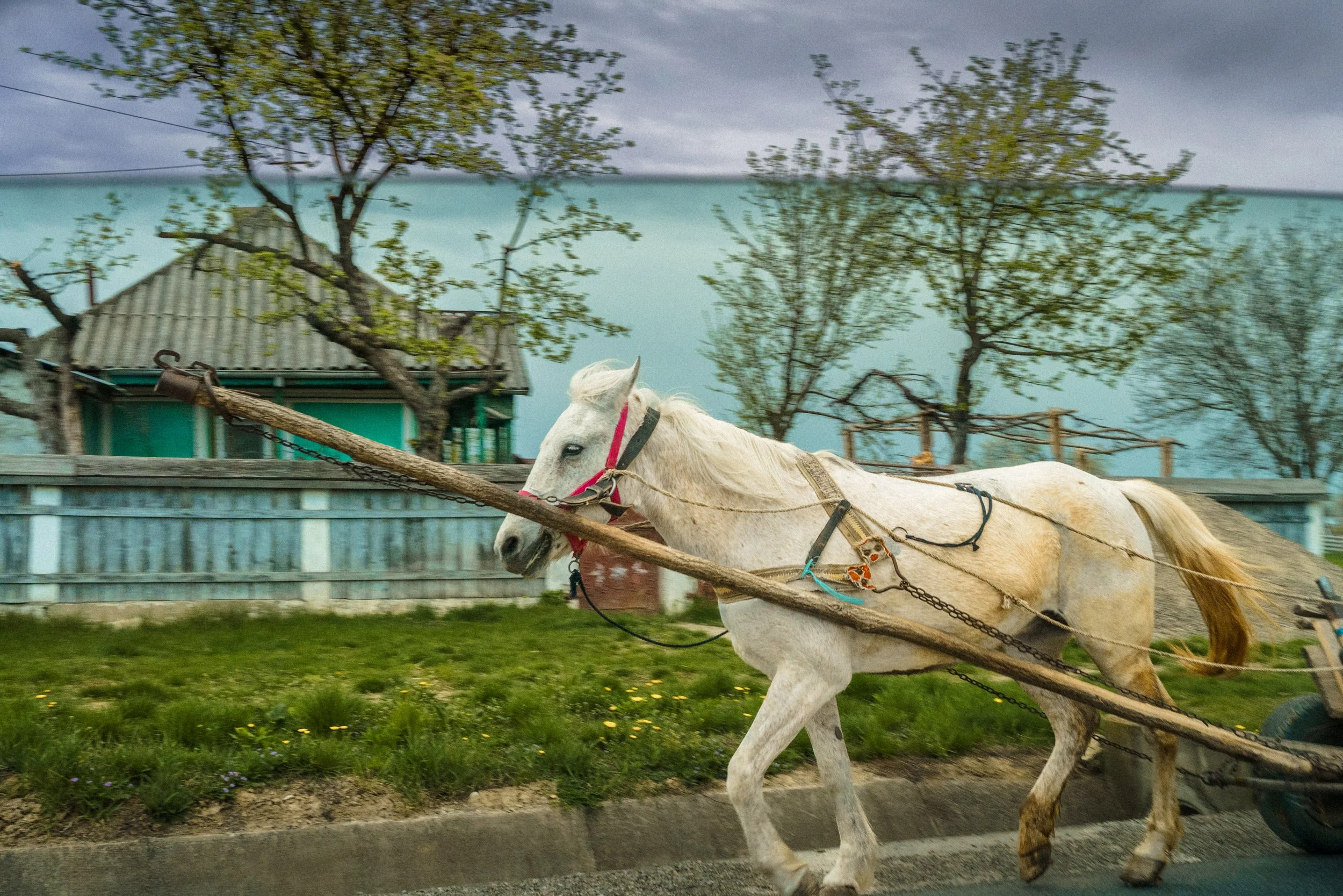 Working class - horse