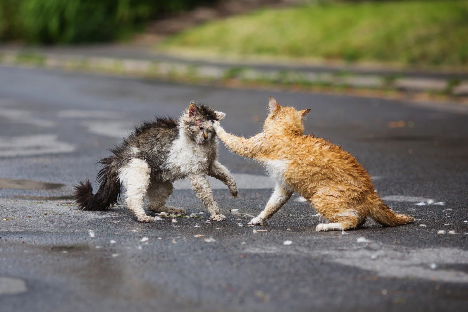 Picking Your Battles Wisely