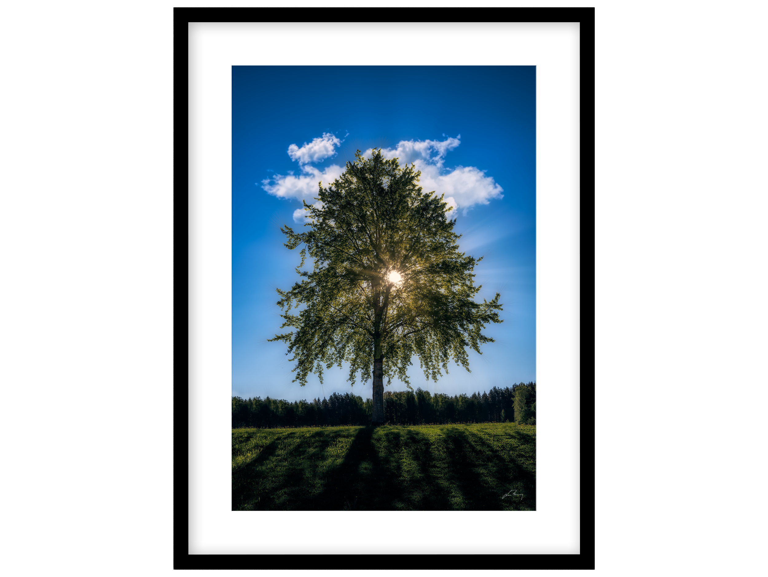 Sun_tree.png