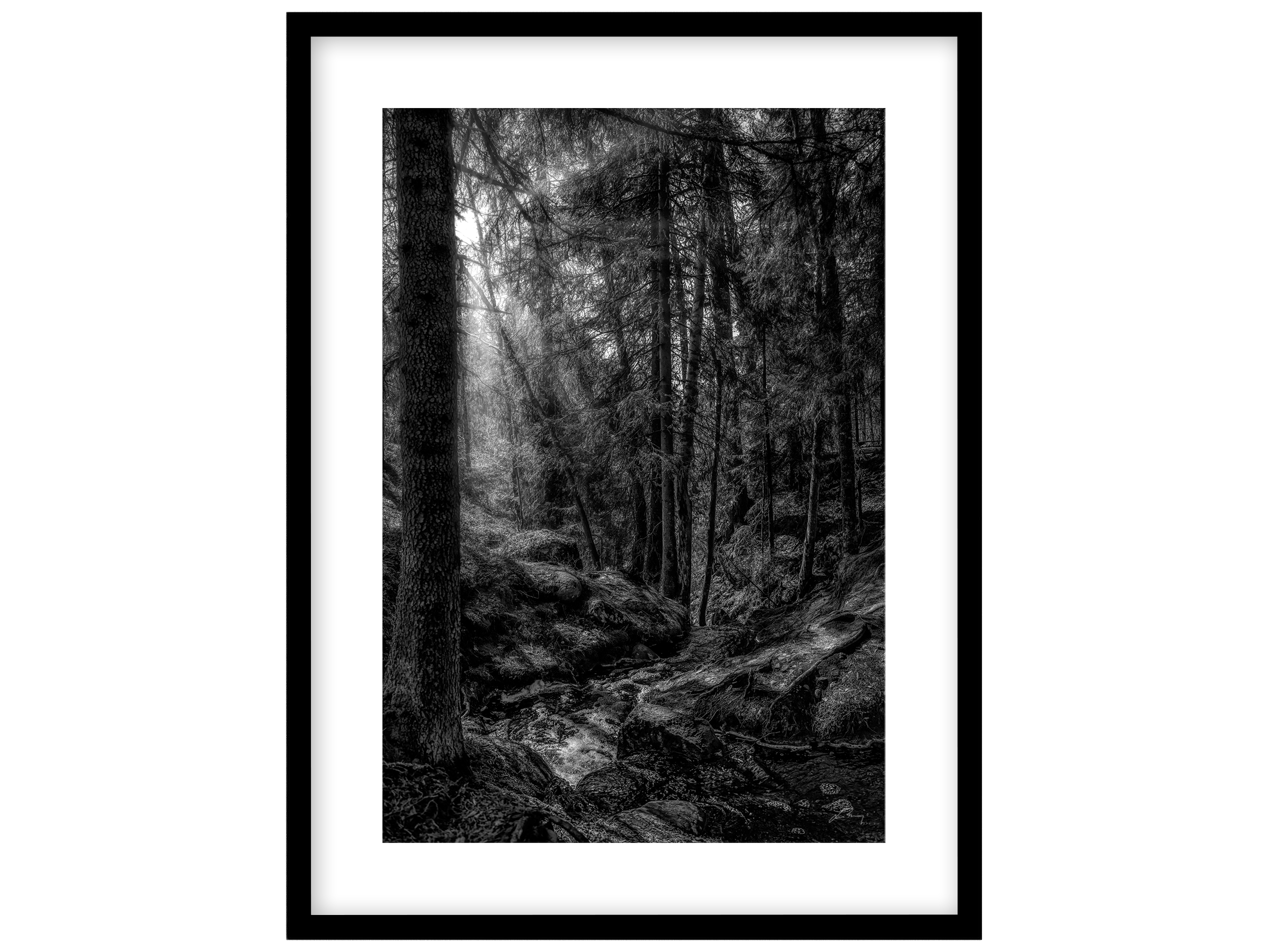 The_Magic_Forest_bw.png