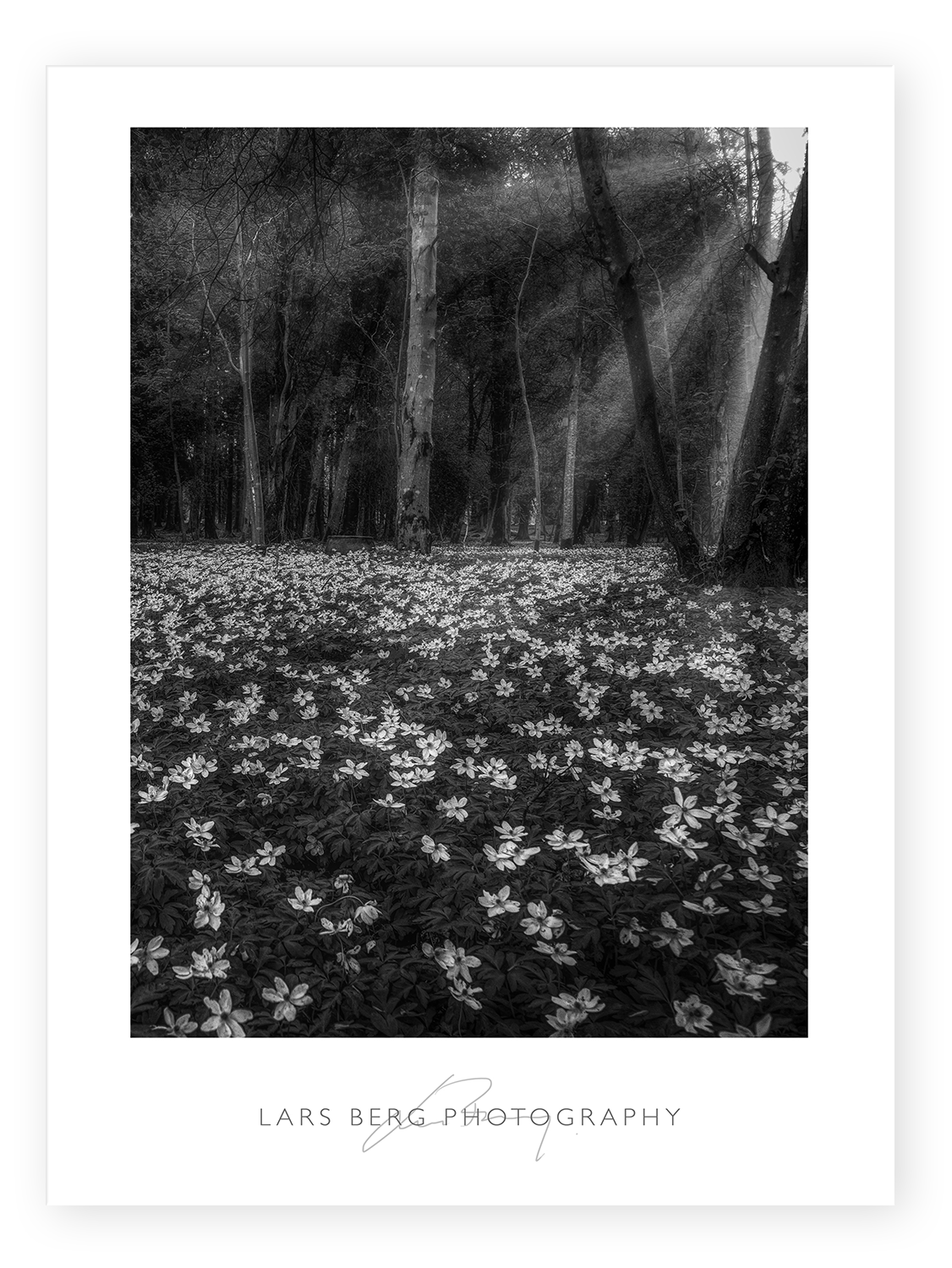Spring_feeling_bw.png