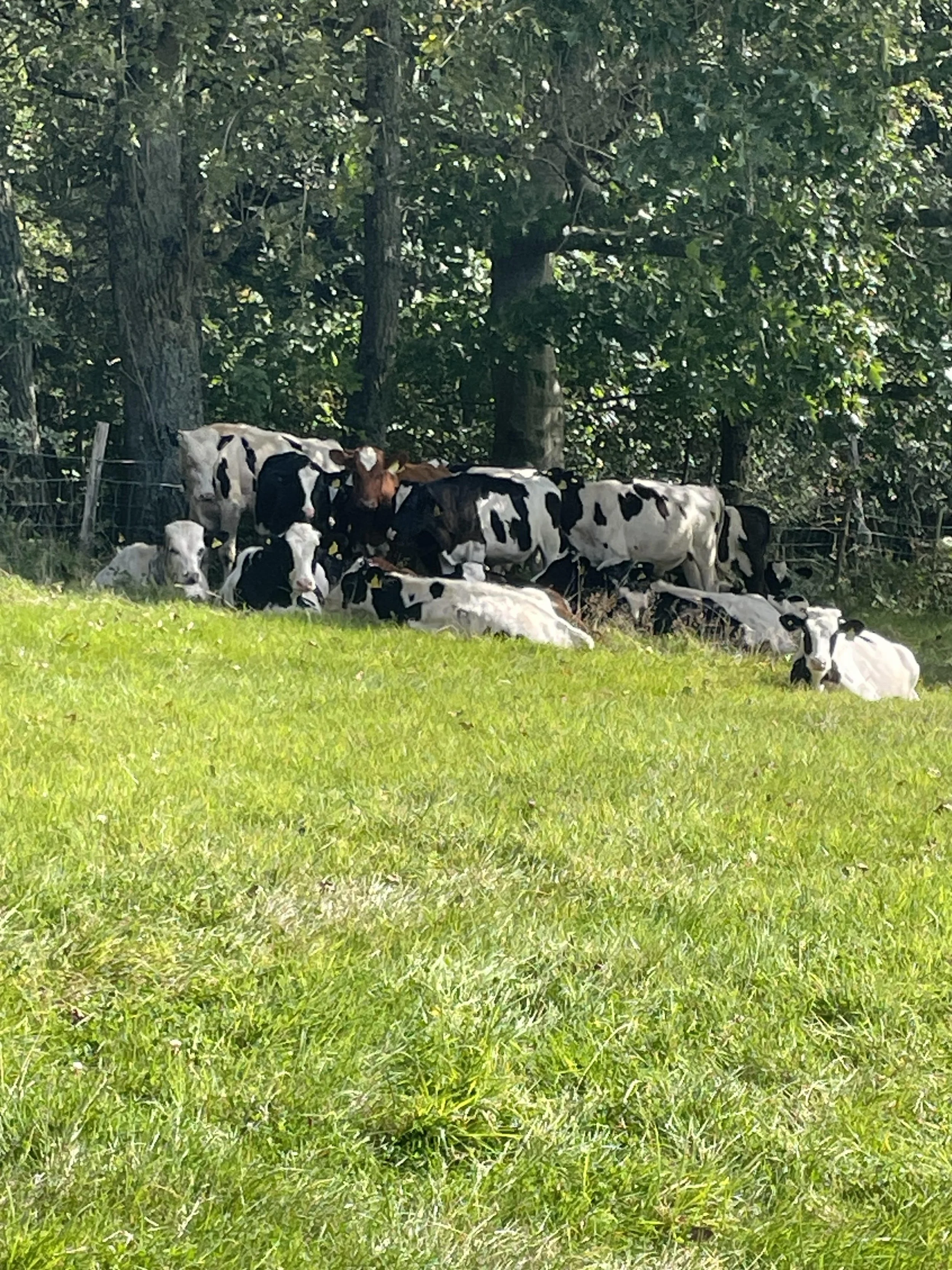 cows in field - Copy.jpg
