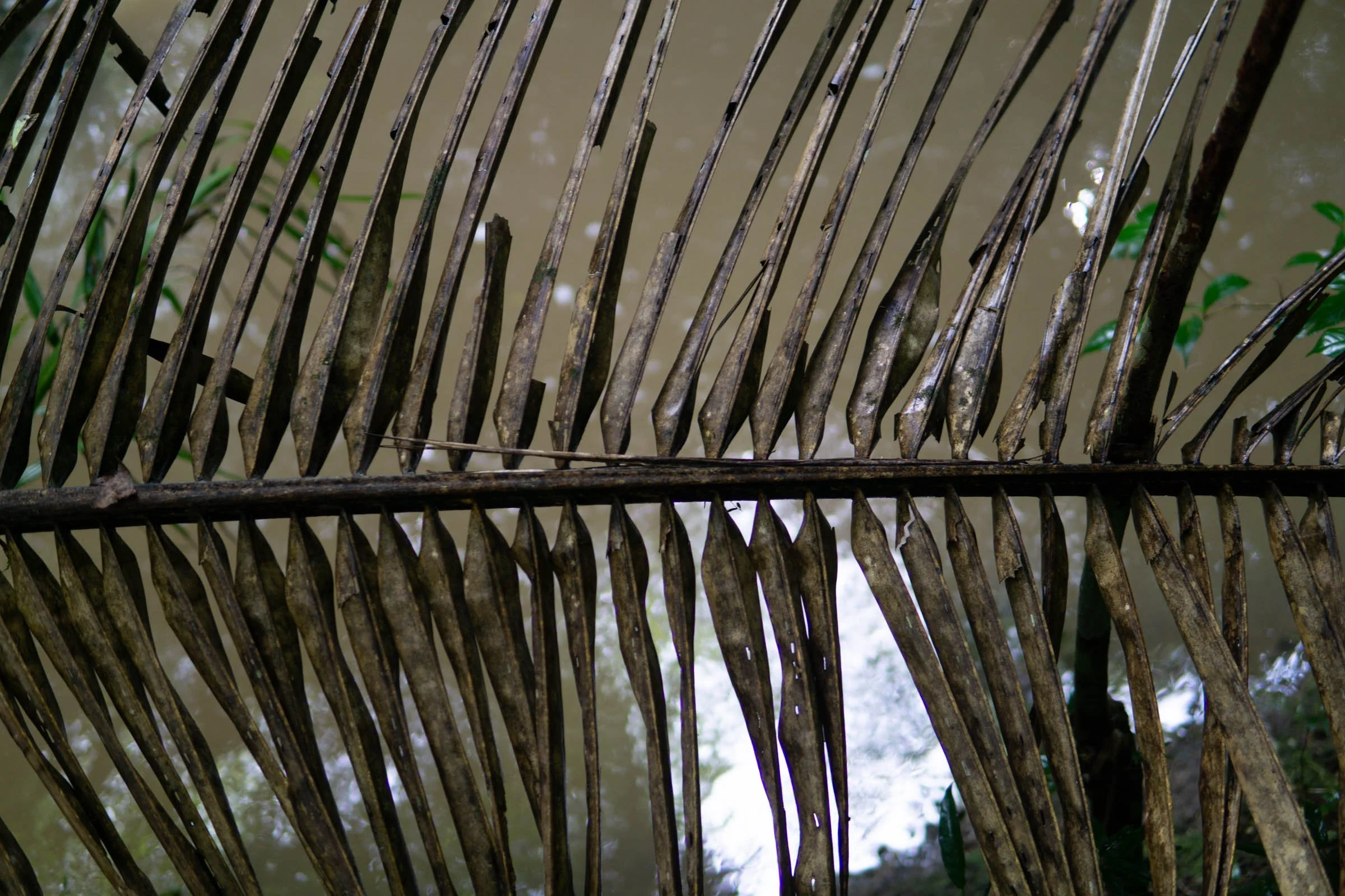 Belize-Healing-Farm-Retreat--2.jpg