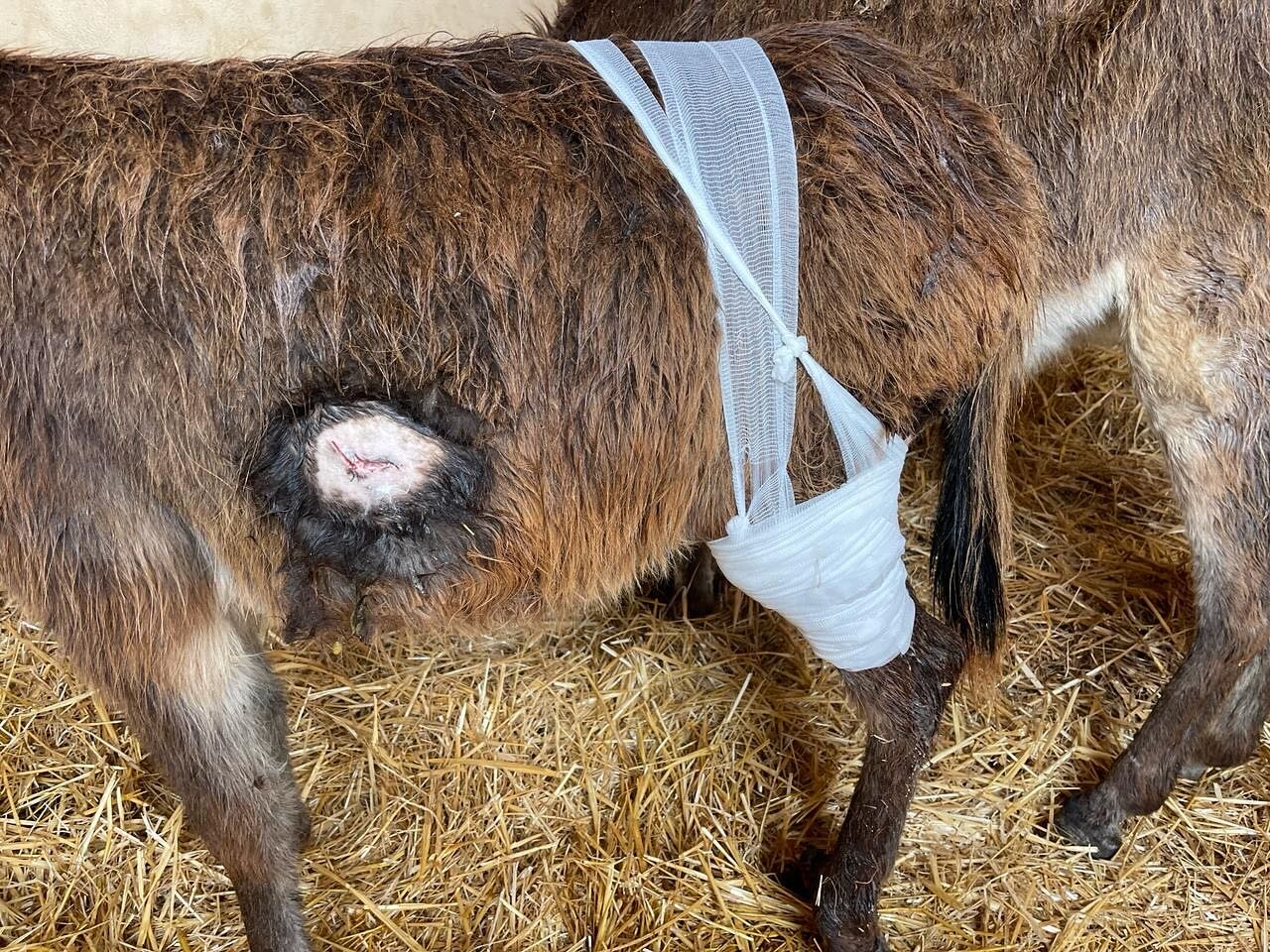 Ayoub has cleaned and treated the wounds this morning on the baby donkey and she's doing well. #jarjeermules