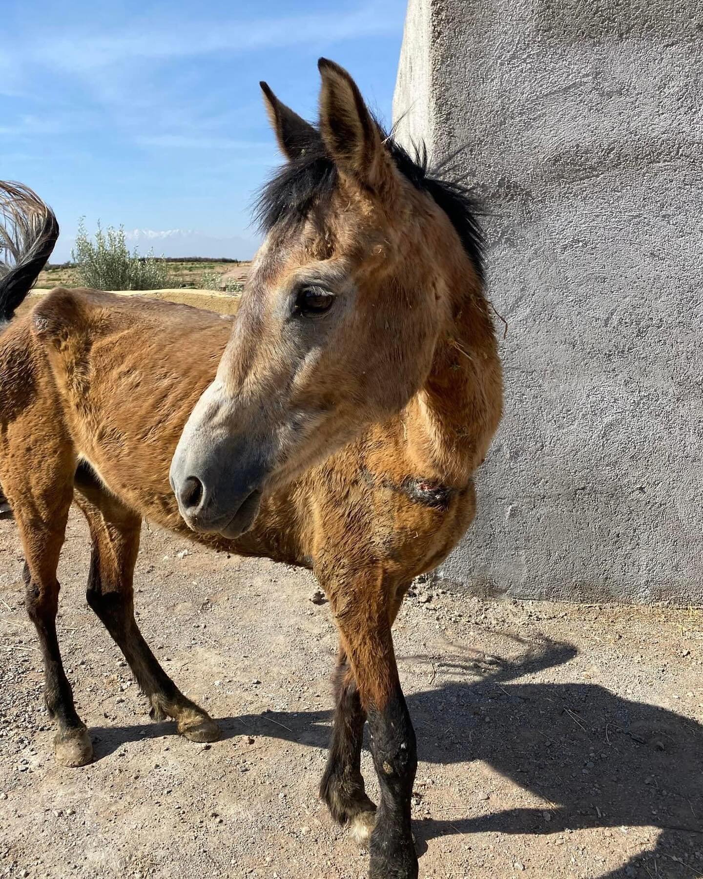 We must never forget! This is Eto, who has just given birth, the day she was admitted to Jarjeer two years ago. We are now thrilled that she is such a beautiful mare. #jarjeer