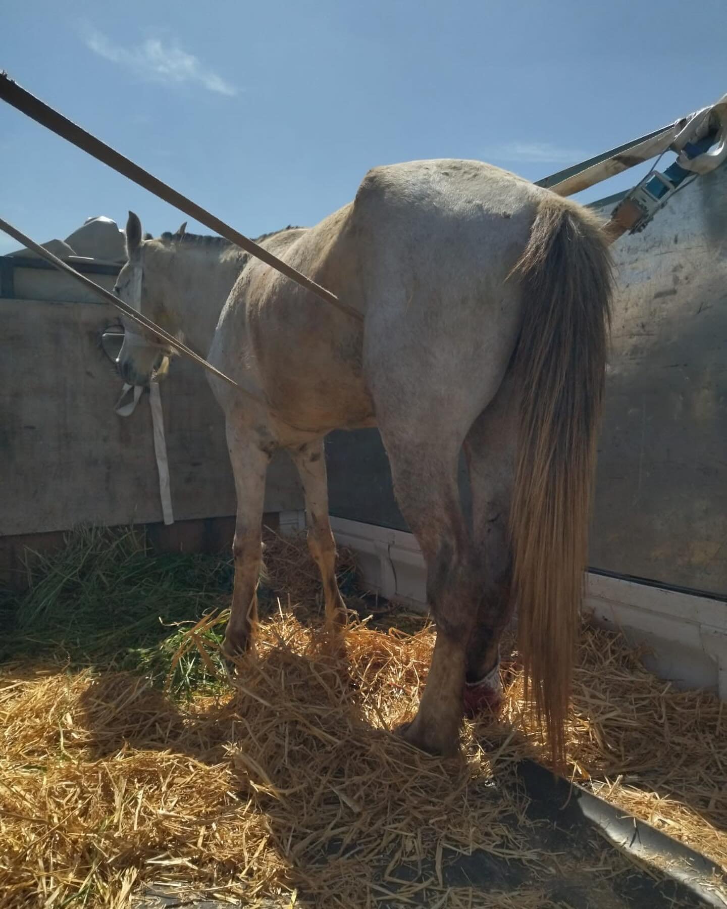 On her way to us from Kenitra. Thank you to everyone who has helped with this rescue. @jarjeermules #horseesofinstagram