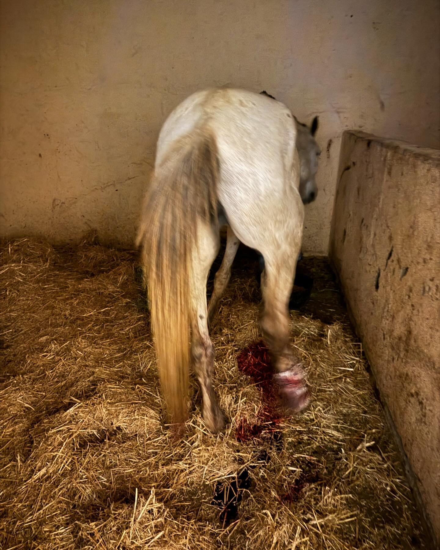 It is 10 o'clock at night in Morocco and this horse has just arrived after six hour journey from Kenitra, north of Casablanca. It had a broken leg that had been treated by Vet but by the time it arrived, the leg was pouring blood and the bone was act