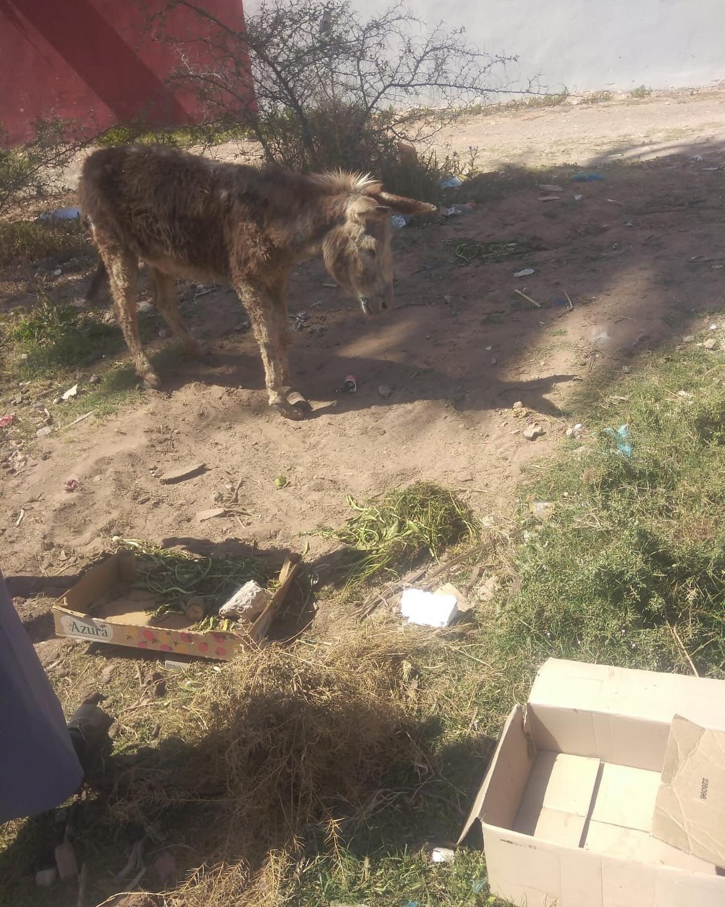 We were alerted yesterday to this Donkey that had been abandoned for three months in the street in Agadir. Our driver in Agadir is on the scene has loaded the Donkey. He is driving it up here overnight. #jarjeer #donkeysofinstagram #moroccoworldnews