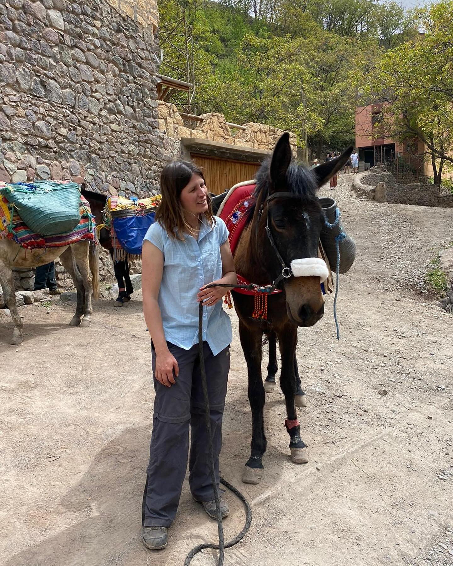 Lovely photographs from Ellen today who is up in Imlil? She sent the attached message - &quot;Tosca&rsquo;s replacement! The head collar/bitless bridle I gave him for her looks well used and he said it&rsquo;s working well. The noseband cover is new 