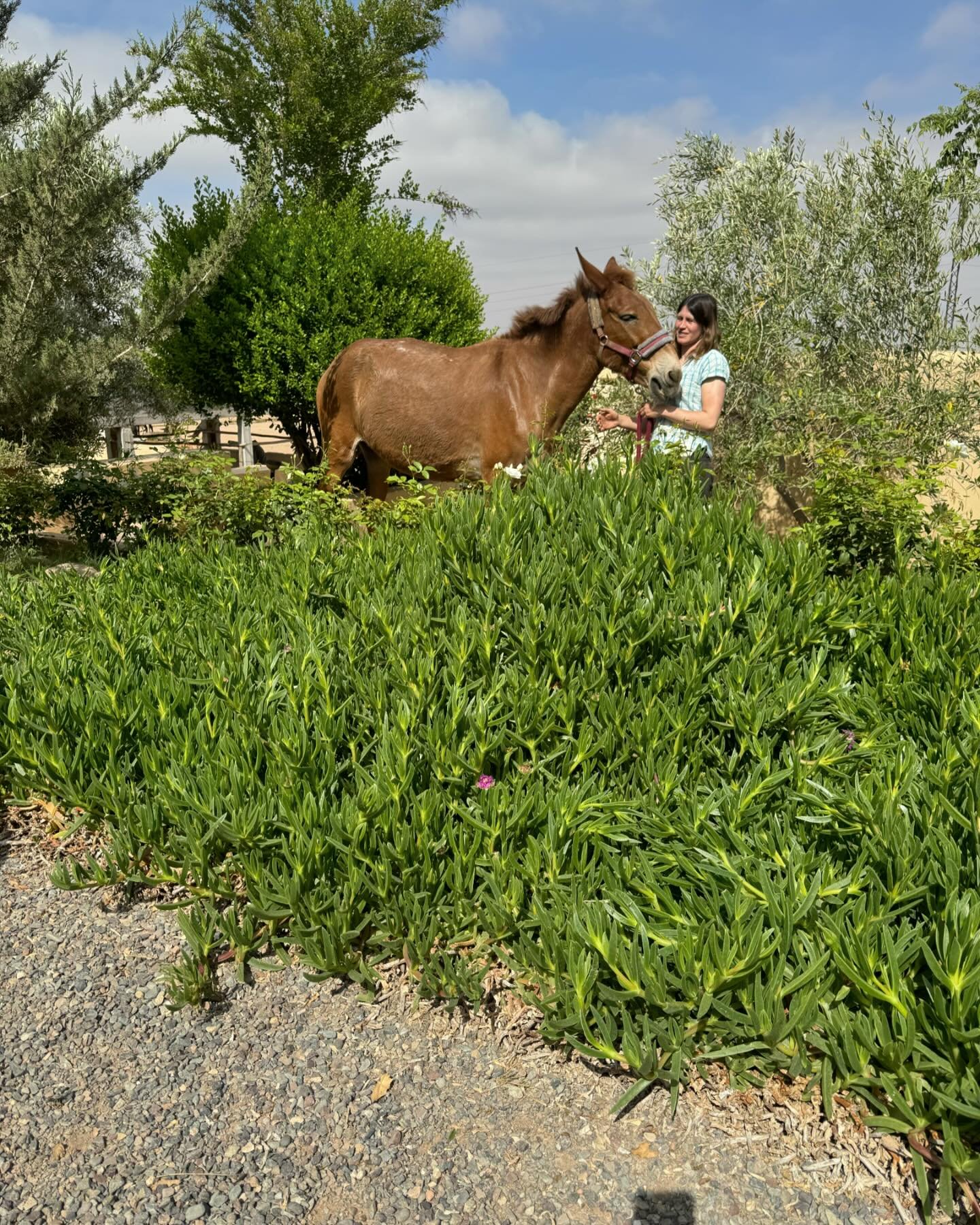 Ellen and Tosca! Photo of the day. #jarjeer #mulesofinstagram