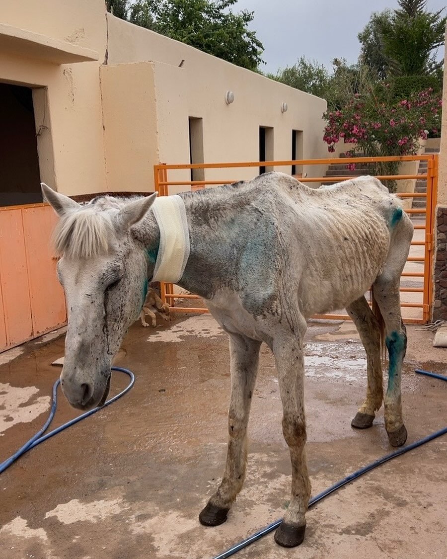 We are waiting for the vet to arrive because we are very concerned about the injury on the neck. We will keep you up-to-date Ellen Cochrane, our Patron in the UK, started a fundraiser following her visit to us last month. Please support if you can ev