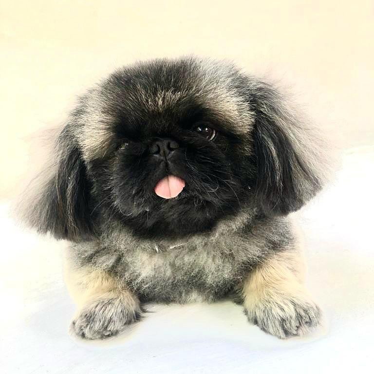 Yo Yo Pekinese male - 2 years old who lives in the Ourika area of Marrakech. Long pepper and salt hair with black mask and white tail. He often sticks his tongue out between his teeth. The owners are devastated and know that he will not survive on hi