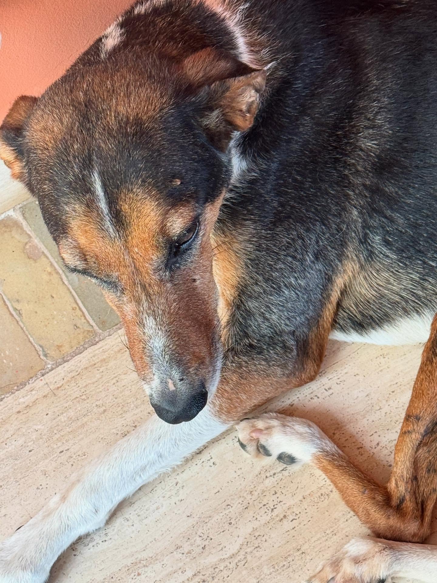 Supporters were so pleased to see Jasper yesterday. In view of the fact that he is now semi retired, we had a chat with him this morning and he agreed that his new friend, Keira, should start her training to be his deputy when new admissions arrive. 
