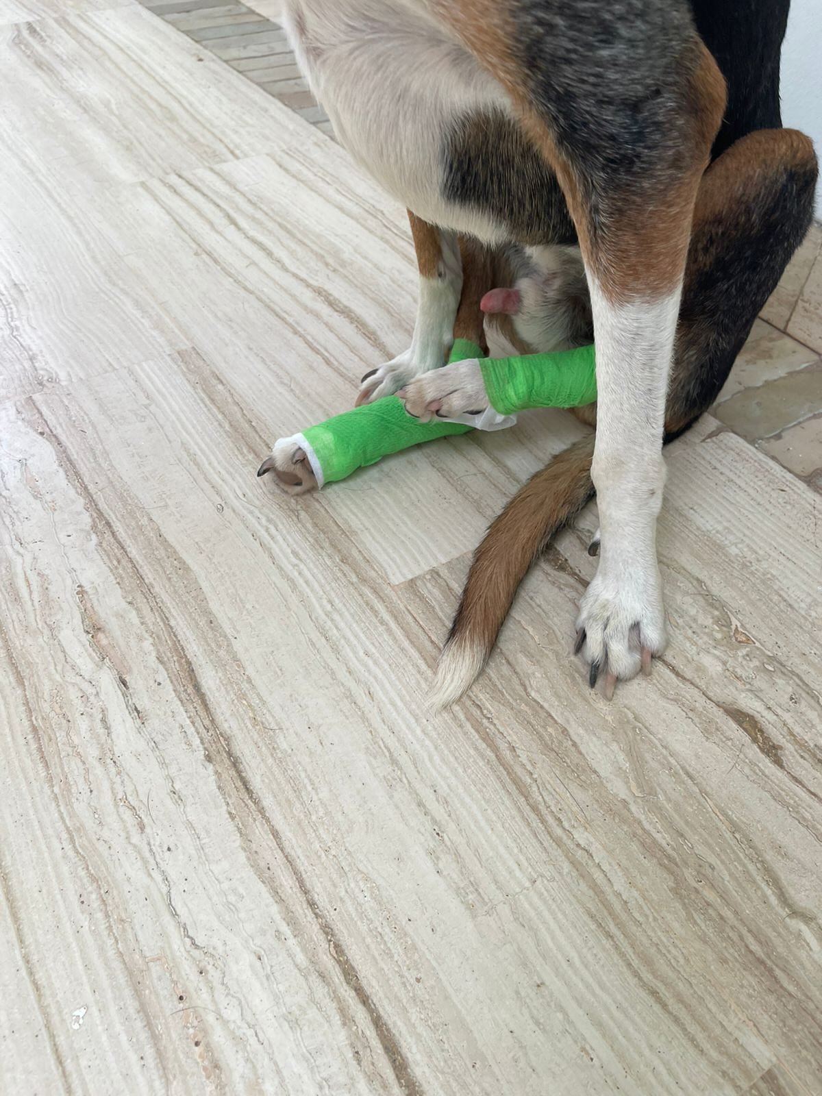 To Jasper's friends. He has to visit the refuge to train Keira so he's been to the Jarjeer clinic and had his back legs protected! #jarjeer