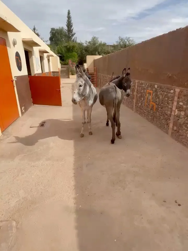 Today's admissions, both females, thank goodness. Medical caregiving immediately. #jarjeer #donkeysofinstagram