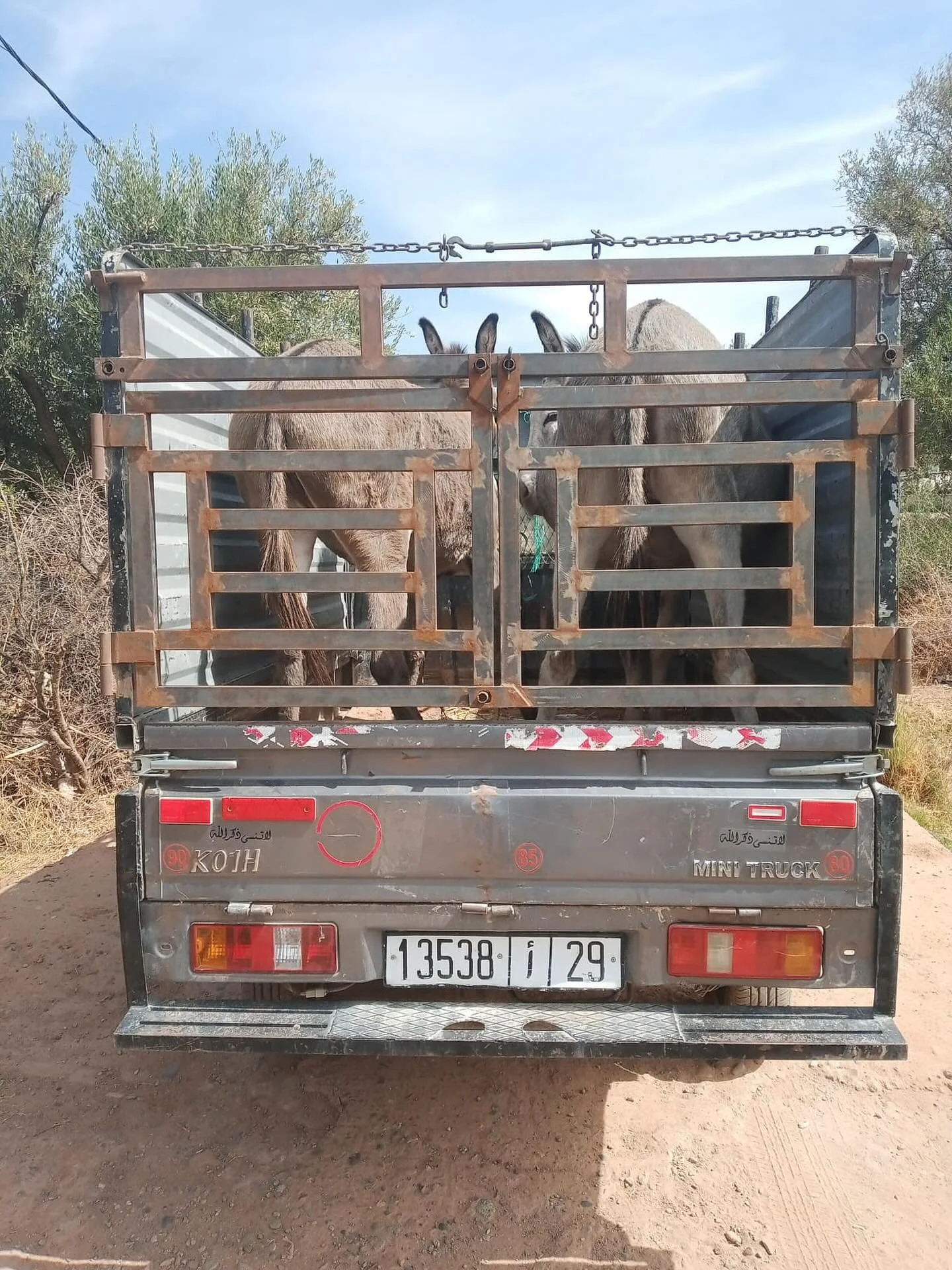 A Moroccan lady visited two days ago and said she had two Donkeys that she no longer wanted, they would be happier here. Lo and behold they were delivered this morning. #jarjeer