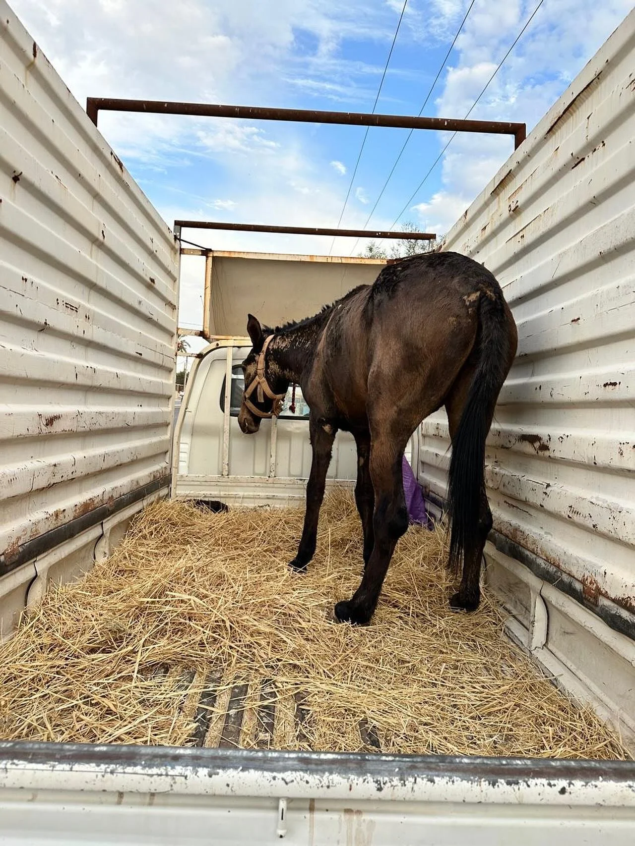 An abandoned horse in Marrakech just picked up by Ayoub and now on the way back to Jarjeer. #jarjeer #horsesofinsta