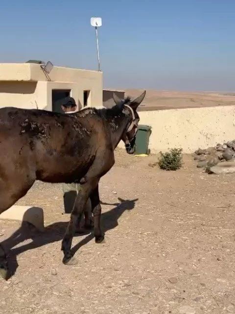 Last night's arrival turned out to be a Mule! You can see her arriving in the video and this morning she's gone up to the hospital block for treatment to a skin condition. We had to rescue her because she was loose in the street and at risk with deci