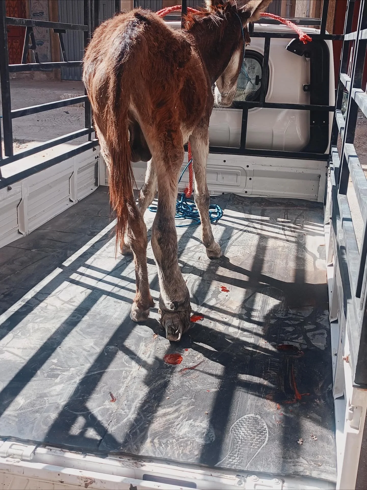 What a morning. A local driver went to Kenitra a five hour journey away to pick up a Donkey that had been abandoned. It was reported to us that it was being illtreated by local children. Sadly, we're not in Kenitra and can't do any educational work t