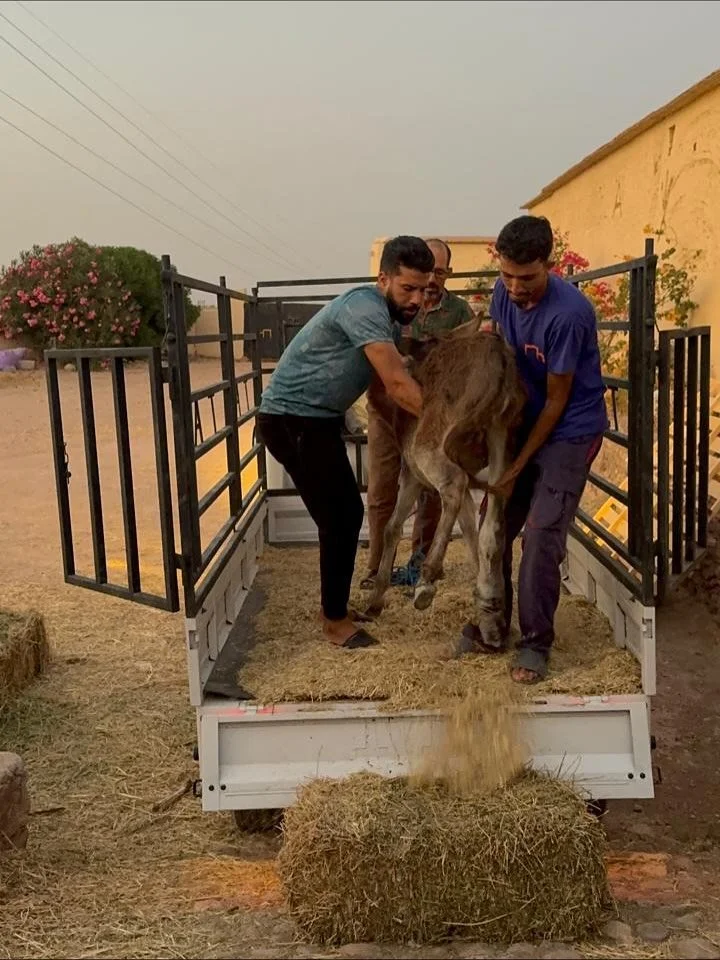 The Donkey from Kenitra has arrived. Ayoub has been off today because it he's treating it up there now. He wasn't very well today but he has come back to see the Donkey In and treat its leg. What a star! #jarjeer #donkeyrescue