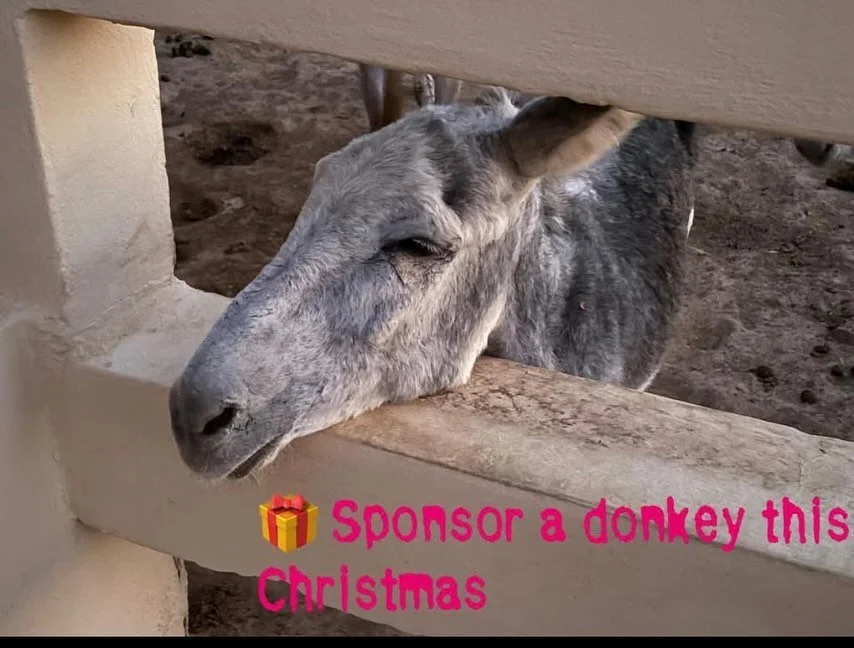 This Christmas, we invite you to share the true spirit of giving — kindness, compassion, and care.
At Jarjeer Mule and Donkey Refuge, every rescued donkey has a story. Some arrived tired and frightened after years of hard work. Others were aba