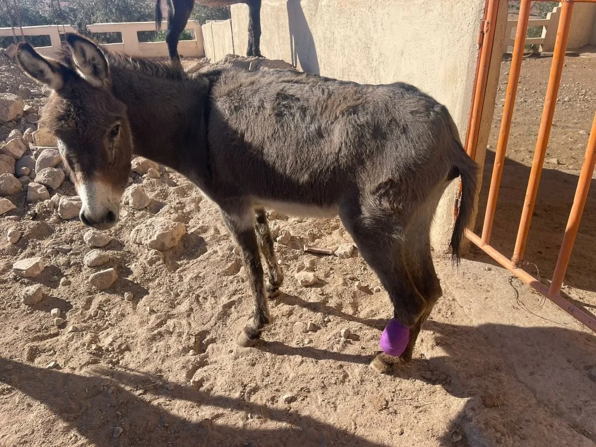 We admitted two donkeys from AGADIR last night. They are now getting used to their new surroundings. The little female is blind and a male has lost half a leg. He is called Boby. He arrived with the Name, but we will call the little girl Agatha. Than