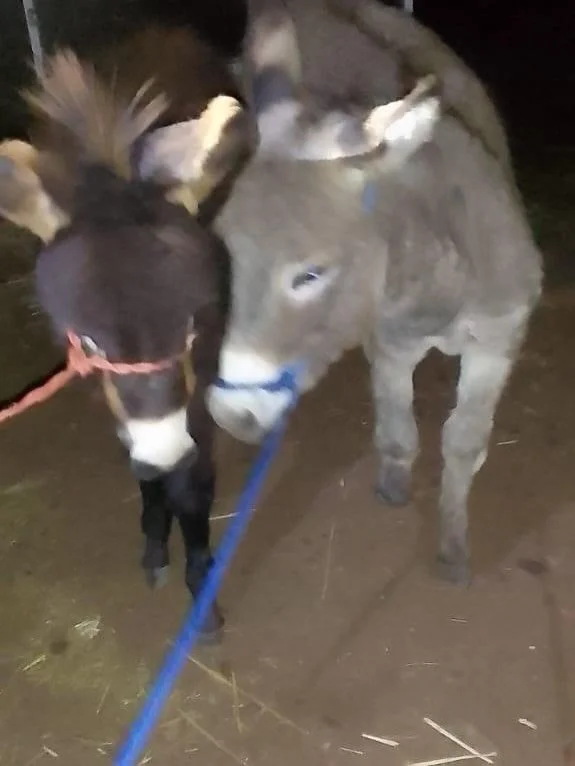 Both these little Donkeys arrived last night after a five hour journey from north of Casablanca. An association in Casablanca has paid half of the travel costs and we are paying the other half. They are both boys and they will both have to be castrat