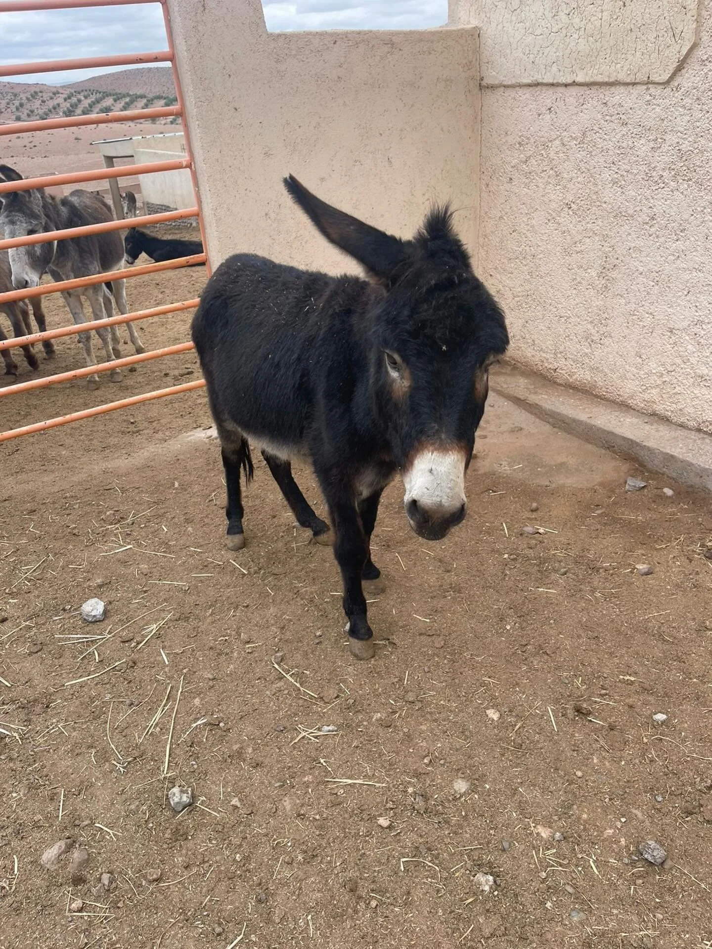 An old reel of Joey appeared on our feed. We have had him for five years and this is Joey now. As you can see his broken leg is completely healed and he's fully come to terms with having just one ear. He's normally down the field with the other Donke