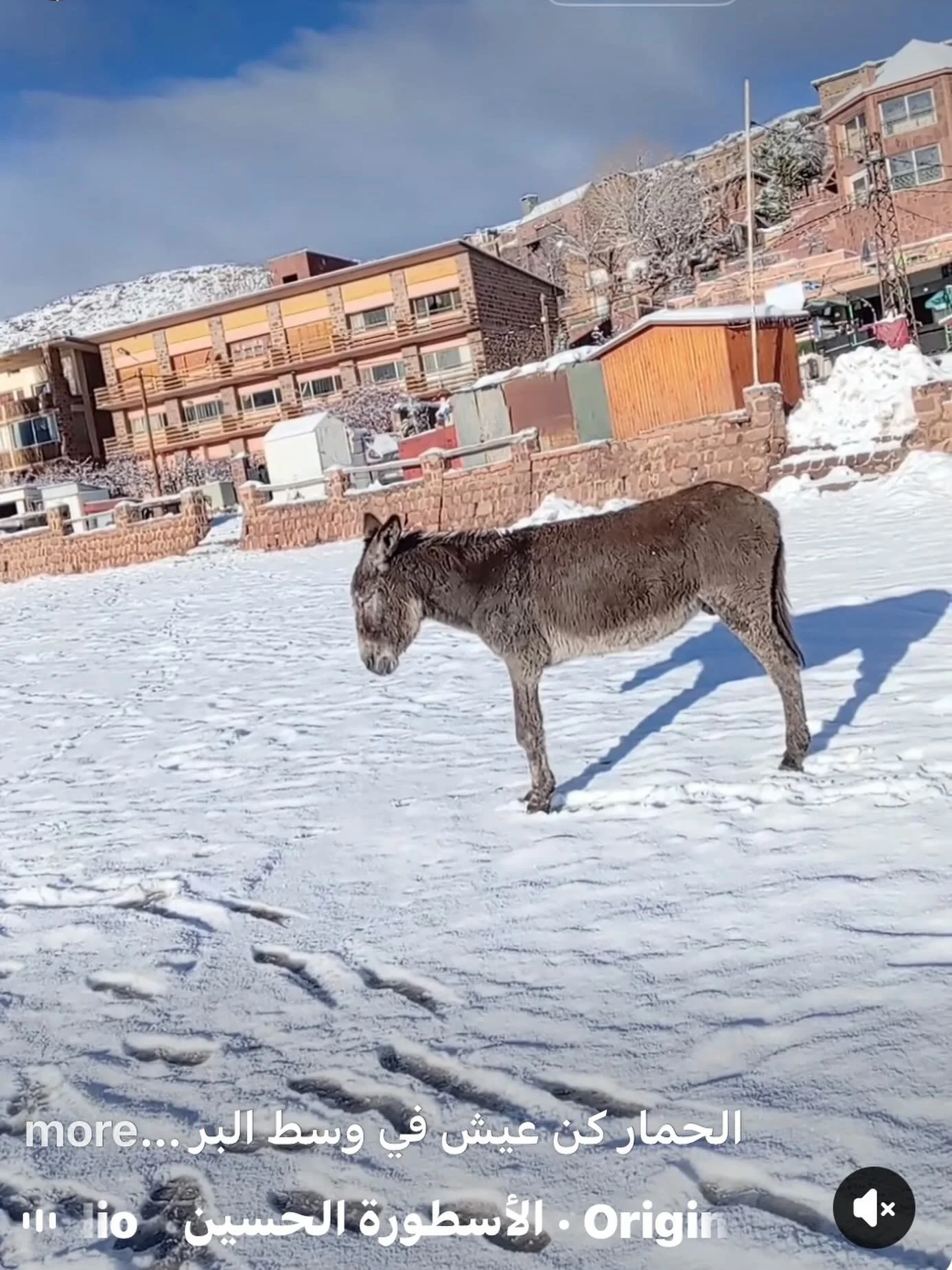 We have some really good news! We have located this Donkey way up in the mountains and Ayoub is leaving now with Rida, one of our trustees, we pray they survive the journey well and bring the Donkey down. He has been abandoned and has no shelter. Som